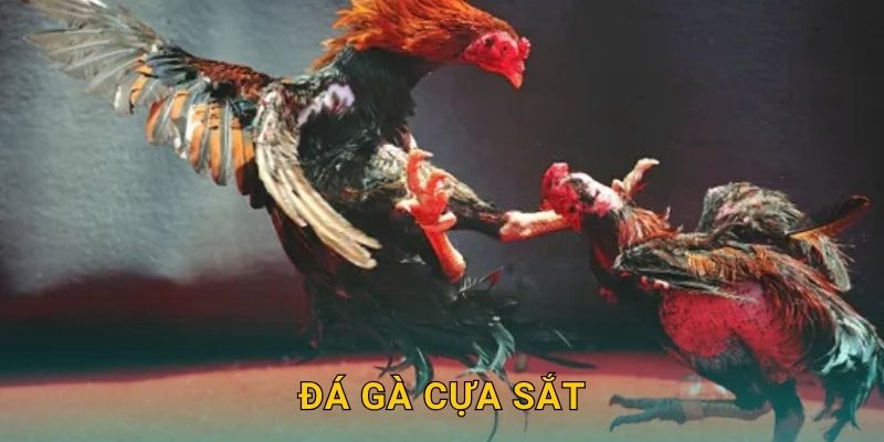 Đá gà cựa sắt tốc độ – Màn tranh tài kịch liệt tại 28win