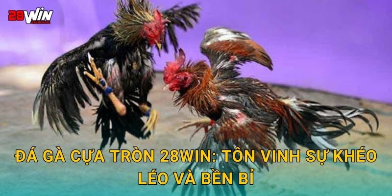 Đá gà cựa tròn 28win: Tôn vinh sự khéo léo và bền bỉ