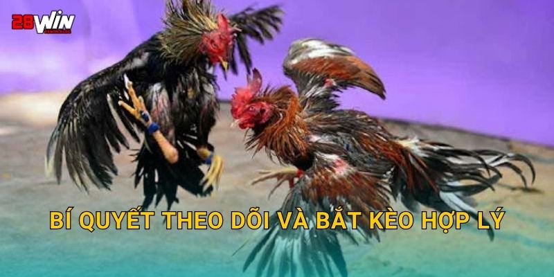 Bí quyết theo dõi và bắt kèo hợp lý