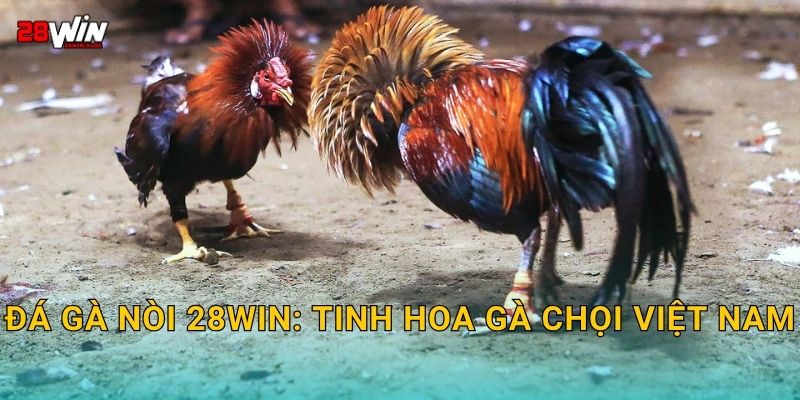 Đá gà nòi 28win: Tinh hoa gà chọi Việt Nam