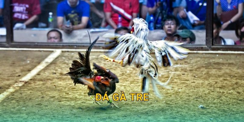 Đá gà tre linh hoạt – Pha giao chiến kịch tính tại 28win