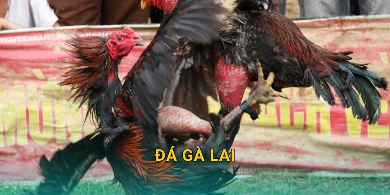 Đá gà lai mạnh mẽ – Giao thoa ưu thế tại 28win