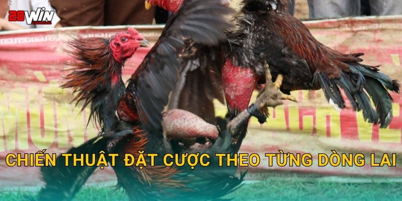 Chiến thuật đặt cược theo từng dòng lai