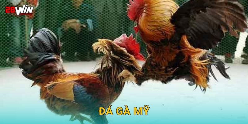 Đá gà Mỹ tốc độ – Pha lên đòn mãnh liệt tại 28win