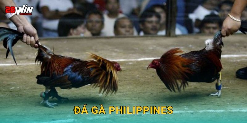 Đá gà Philippines hiện đại – Cược chuẩn quốc tế tại 28win