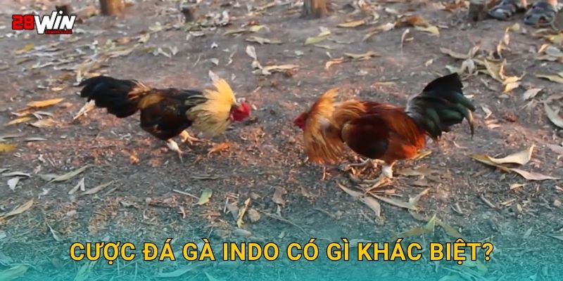 Cược đá gà Indo có gì khác biệt?